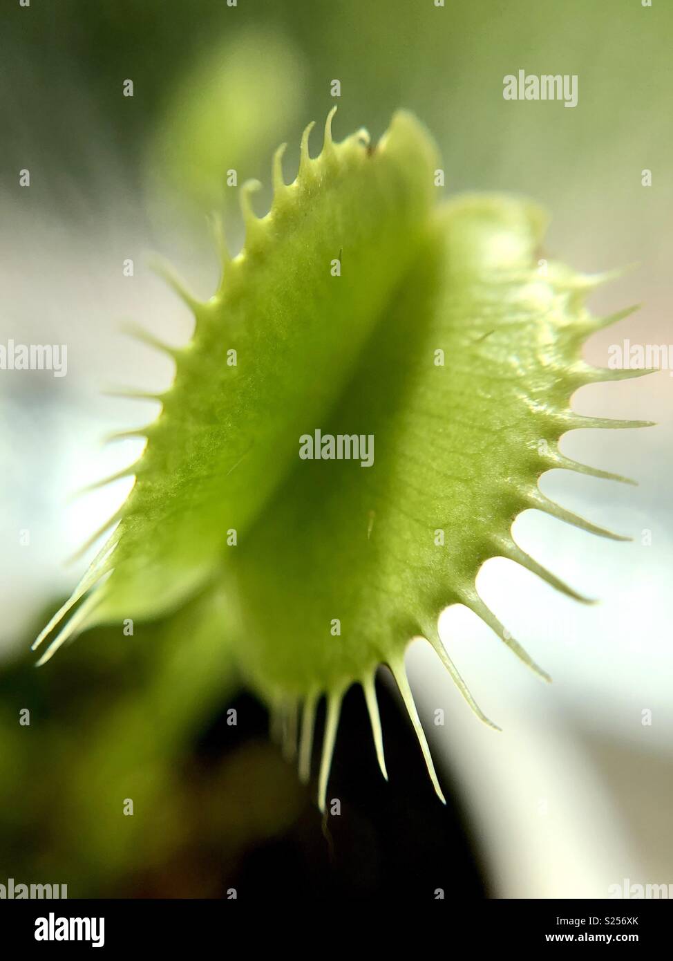 Venus fly trap - Smartphone Captured Stock Image