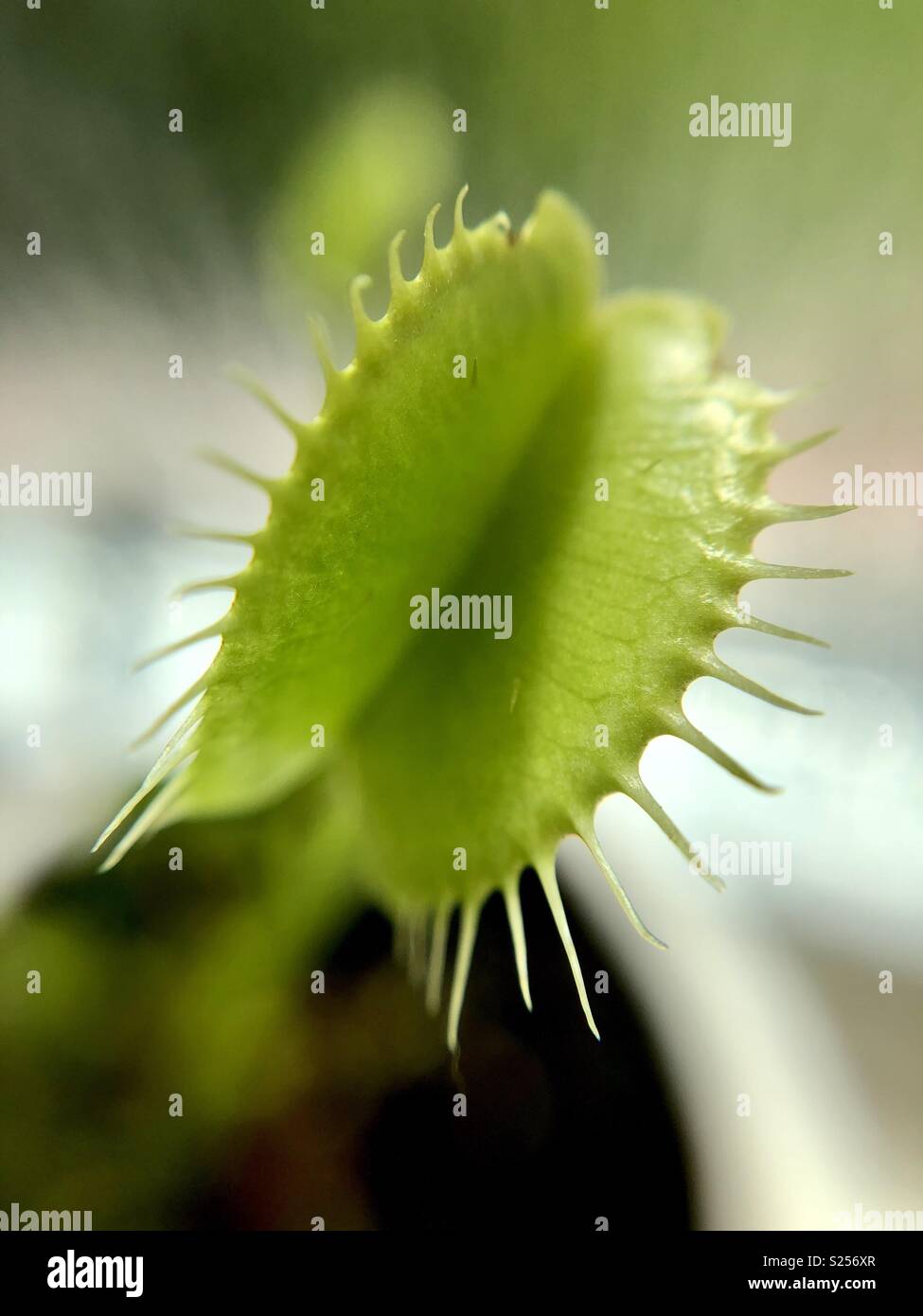 Venus fly trap - Smartphone Captured Stock Image