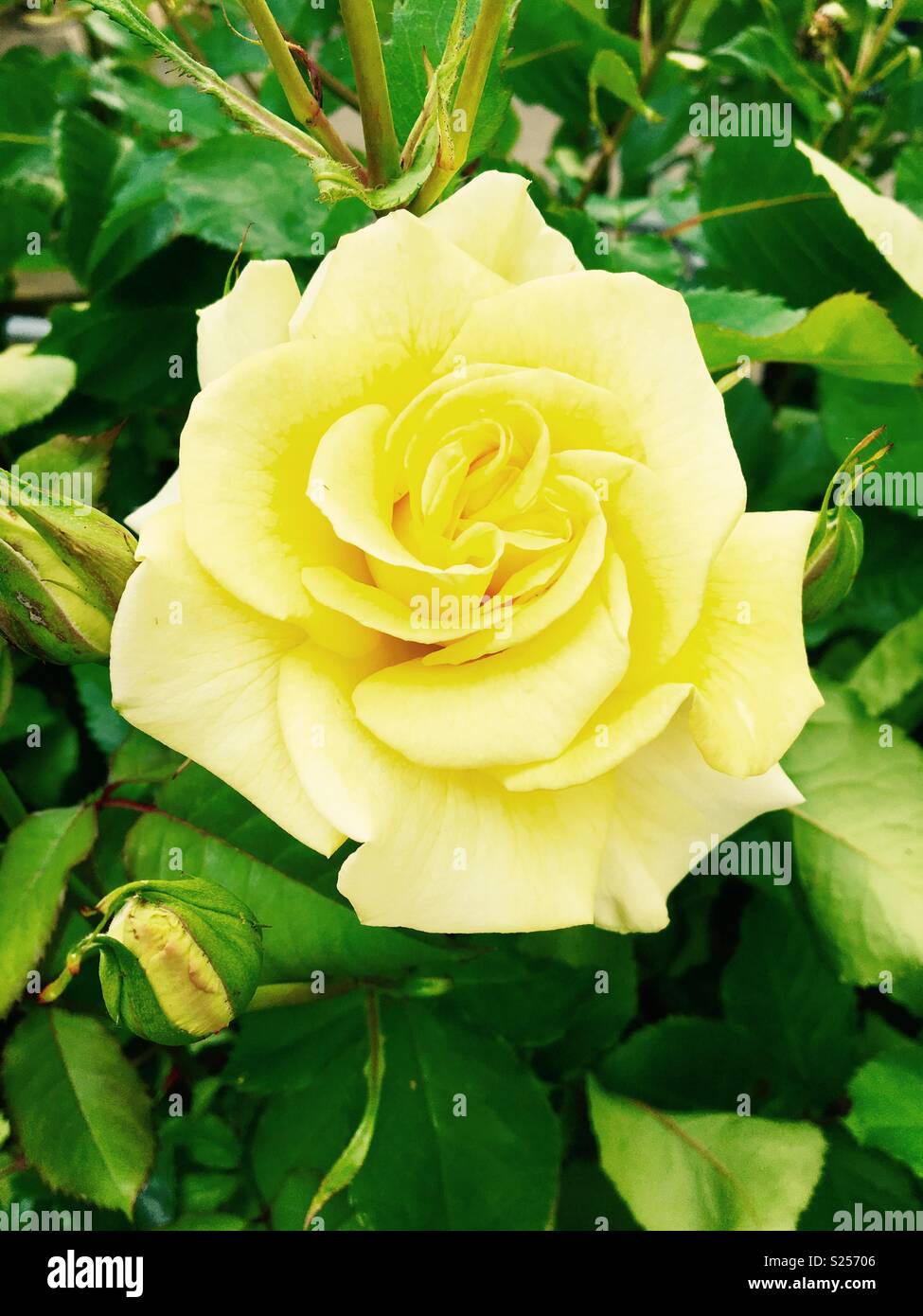 Yellow rose of texas hi-res stock photography and images - Alamy