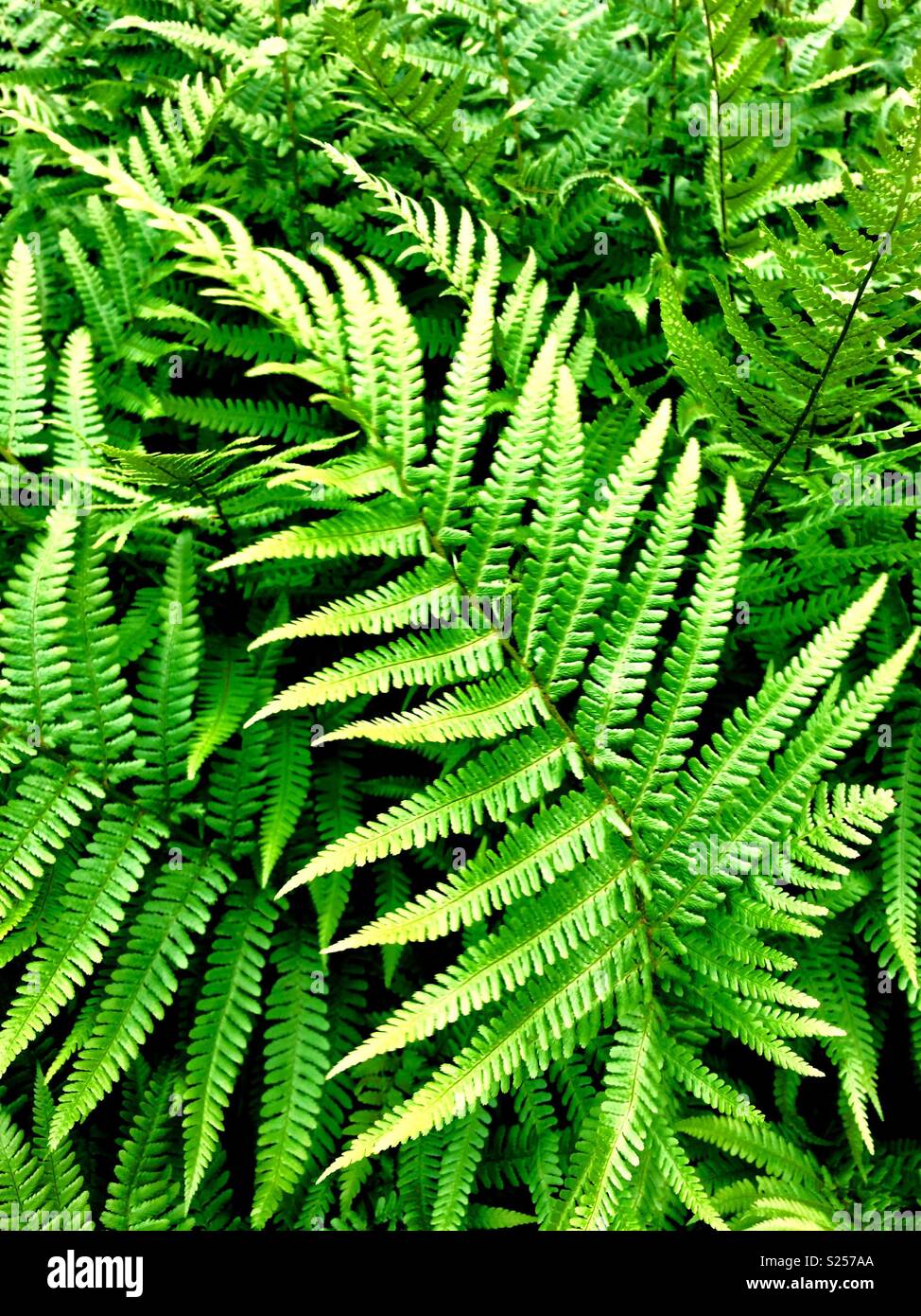 Green fern fronds Stock Photo - Alamy