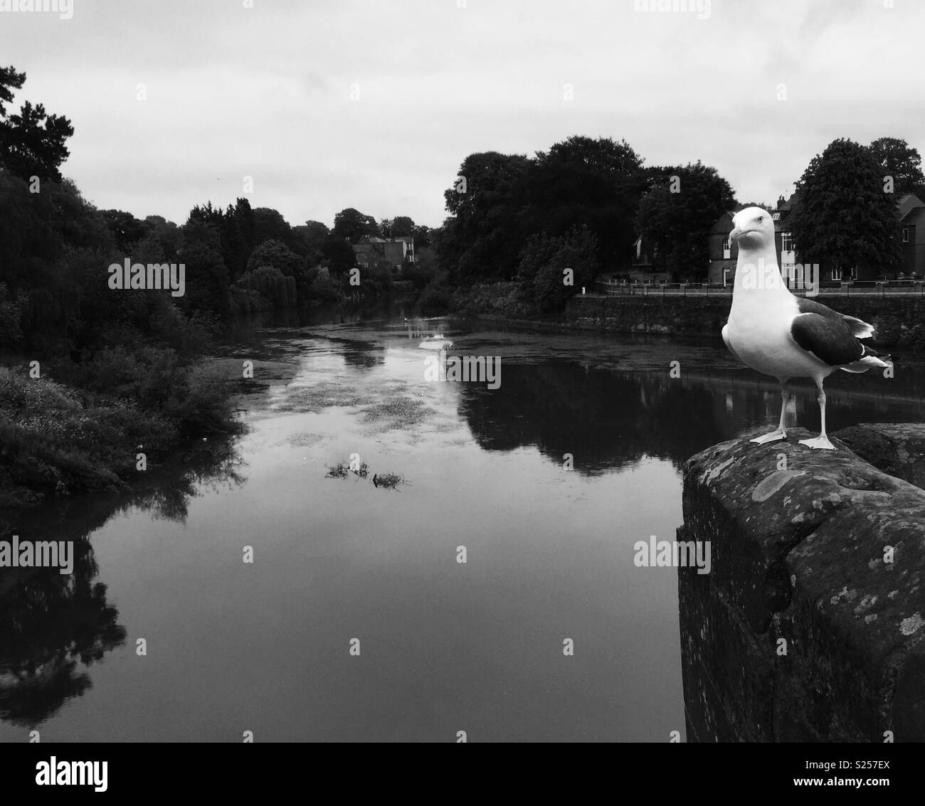 Seagull overlooking river - Smartphone Captured Stock Image
