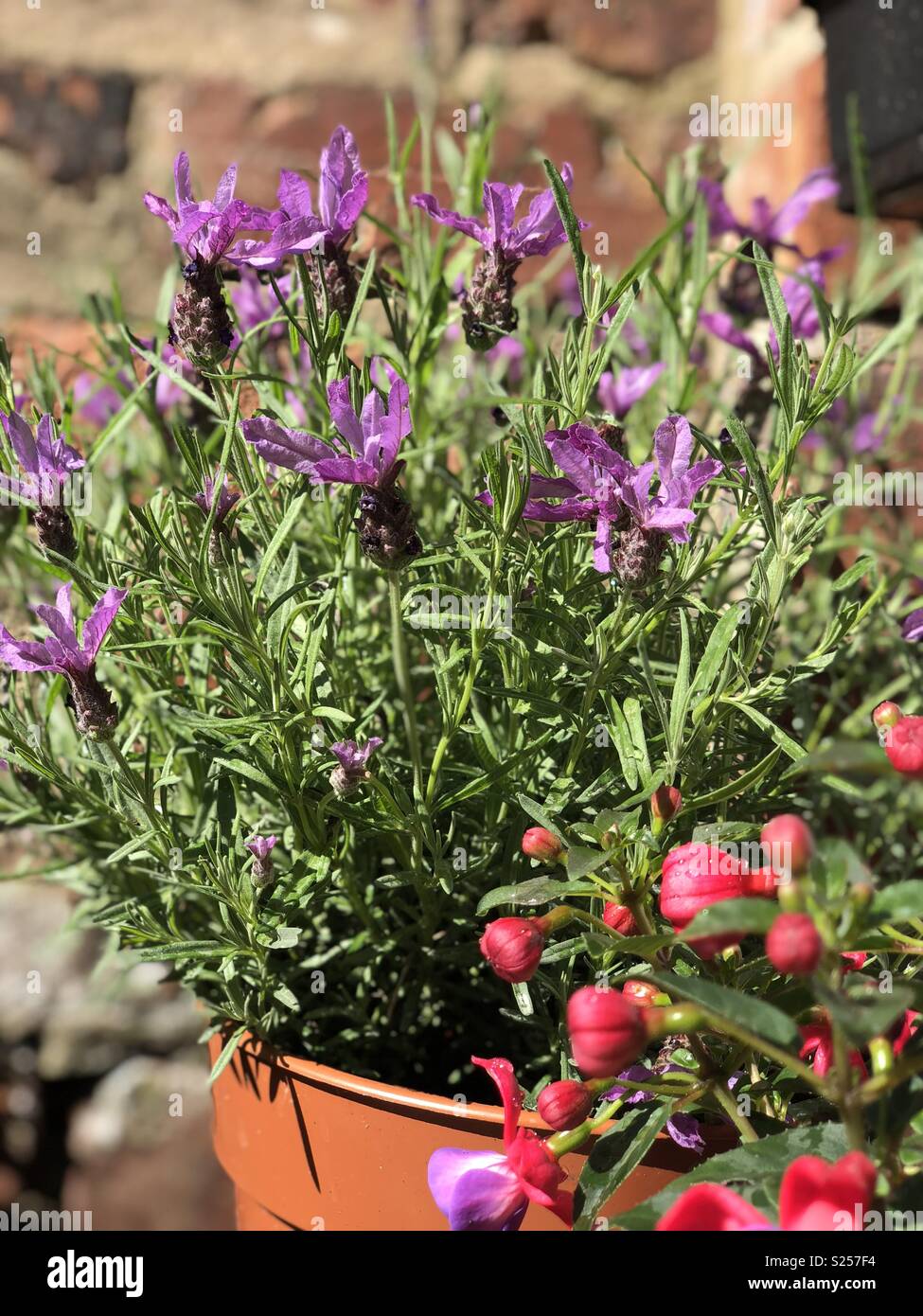 Lavender plant Stock Photo