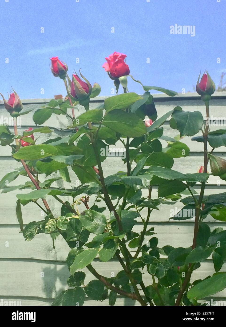 Rosebuds Stock Photos & Rosebuds Stock Images Alamy