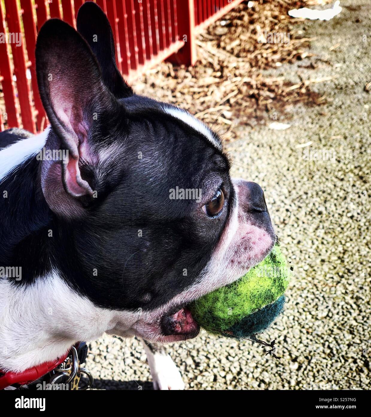 boston terrier tennis ball