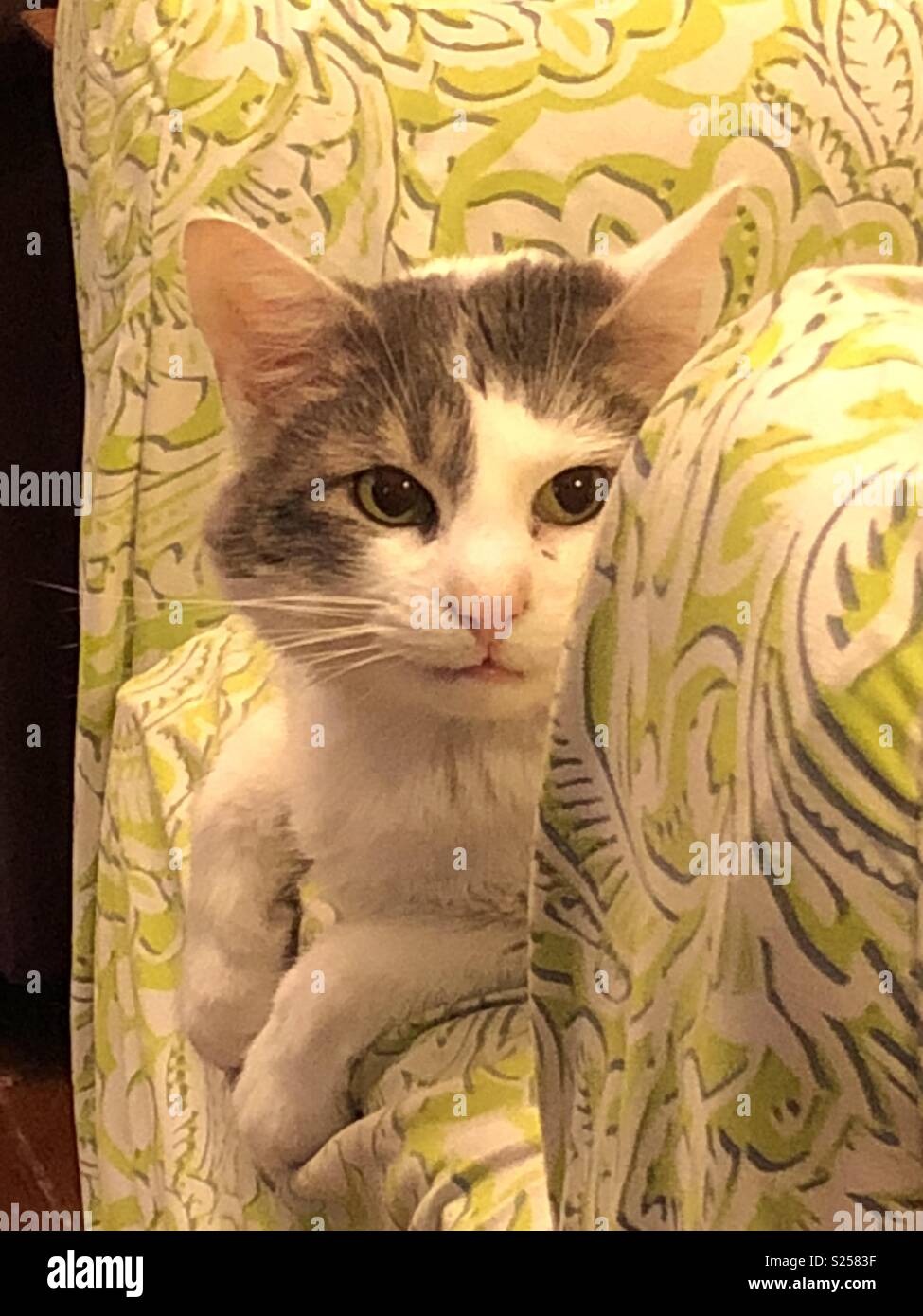 Whimsical Alonzo - Smartphone Captured Stock Image