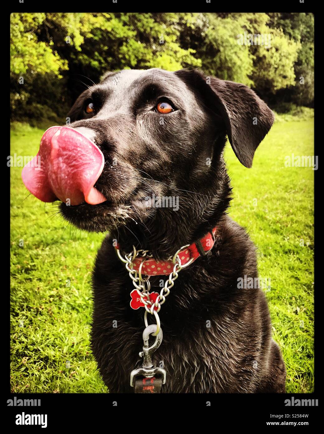 Dog licking nose hires stock photography and images Alamy