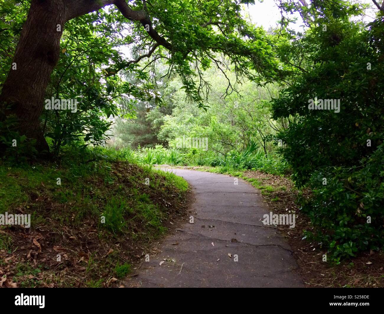 Camino entre los árboles en Golden gate park San Francisco California Stock Photo