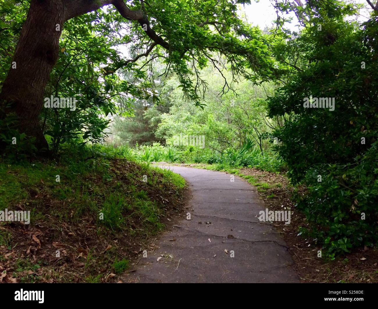 Naturaleza arboles arboles hi-res stock photography and images - Alamy