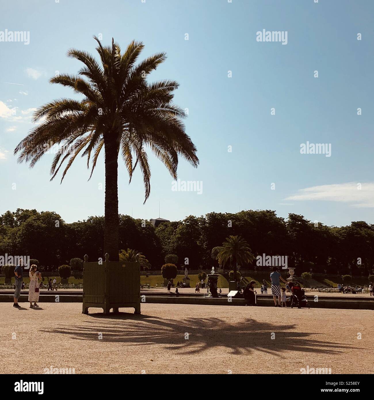 French Palm Tree Stock Photo - Alamy