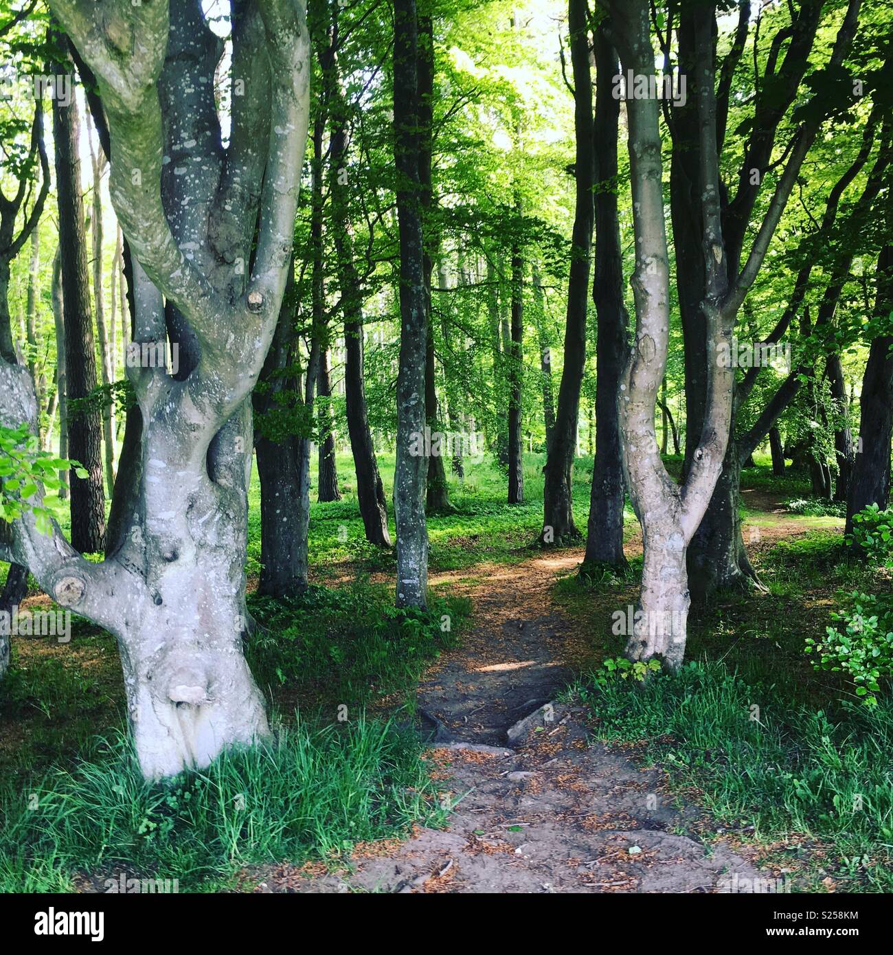 Forest at Kinnoull Hill Stock Photo Alamy