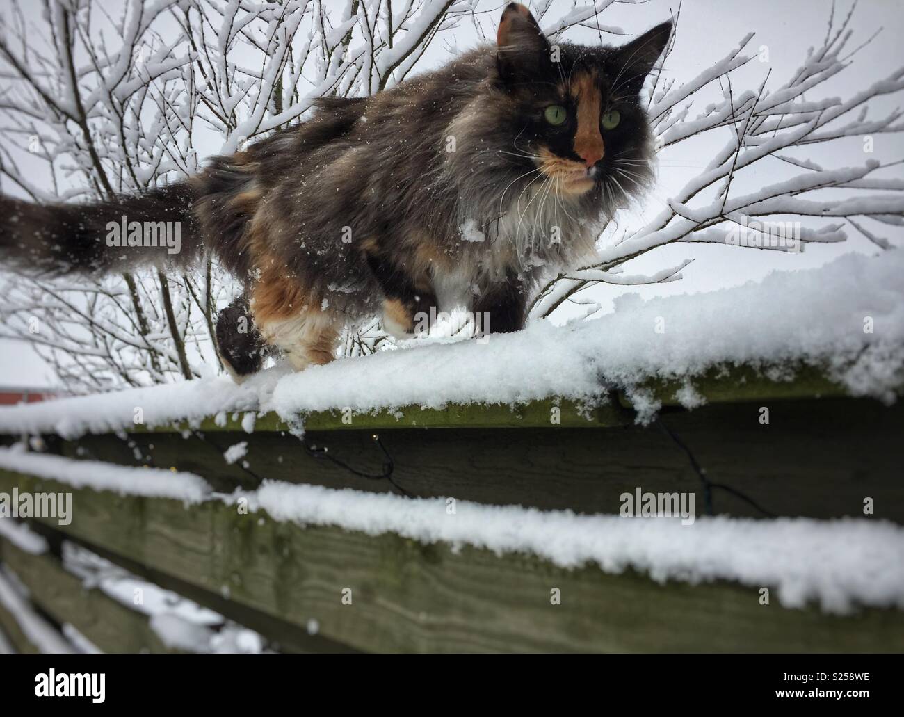 Norwegian forest cat hunting Stock Photo Alamy