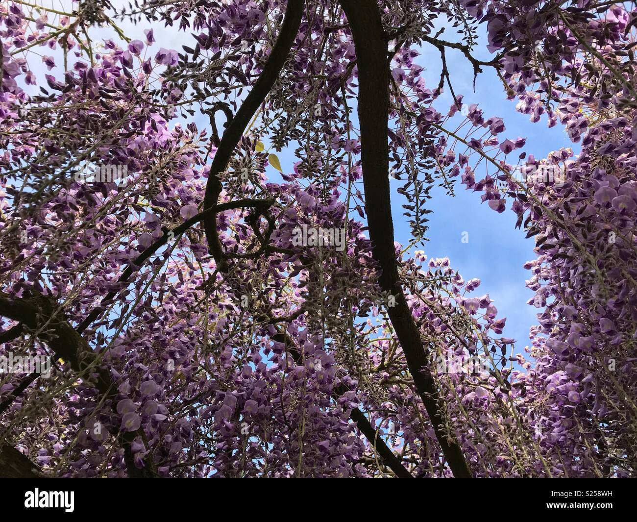 Wisteria branches hires stock photography and images Alamy
