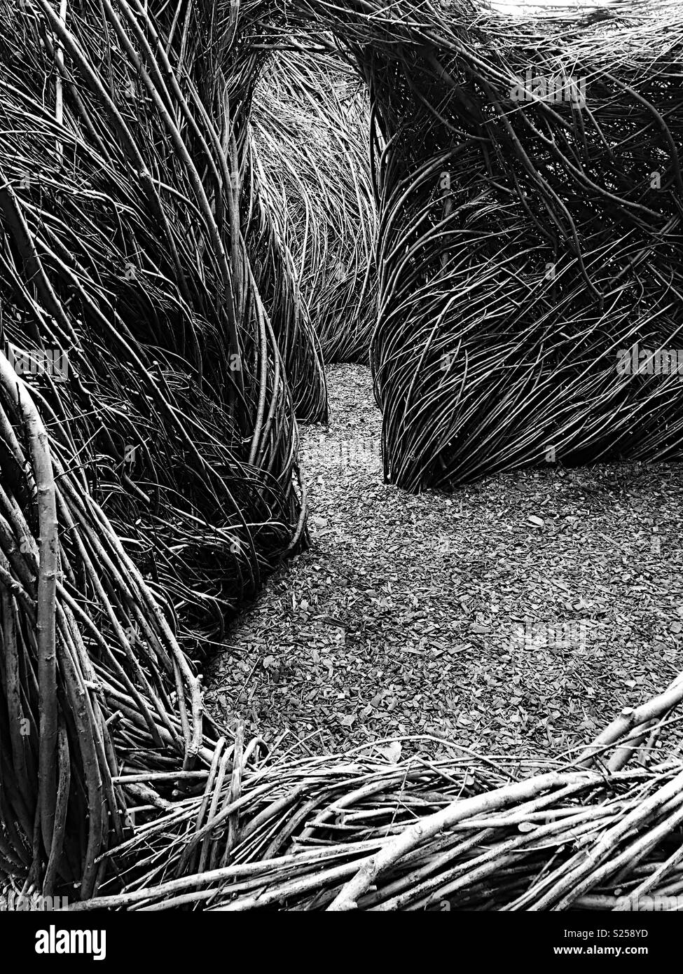 Public willow sculpture by Patrick Dougherty. Stock Photo