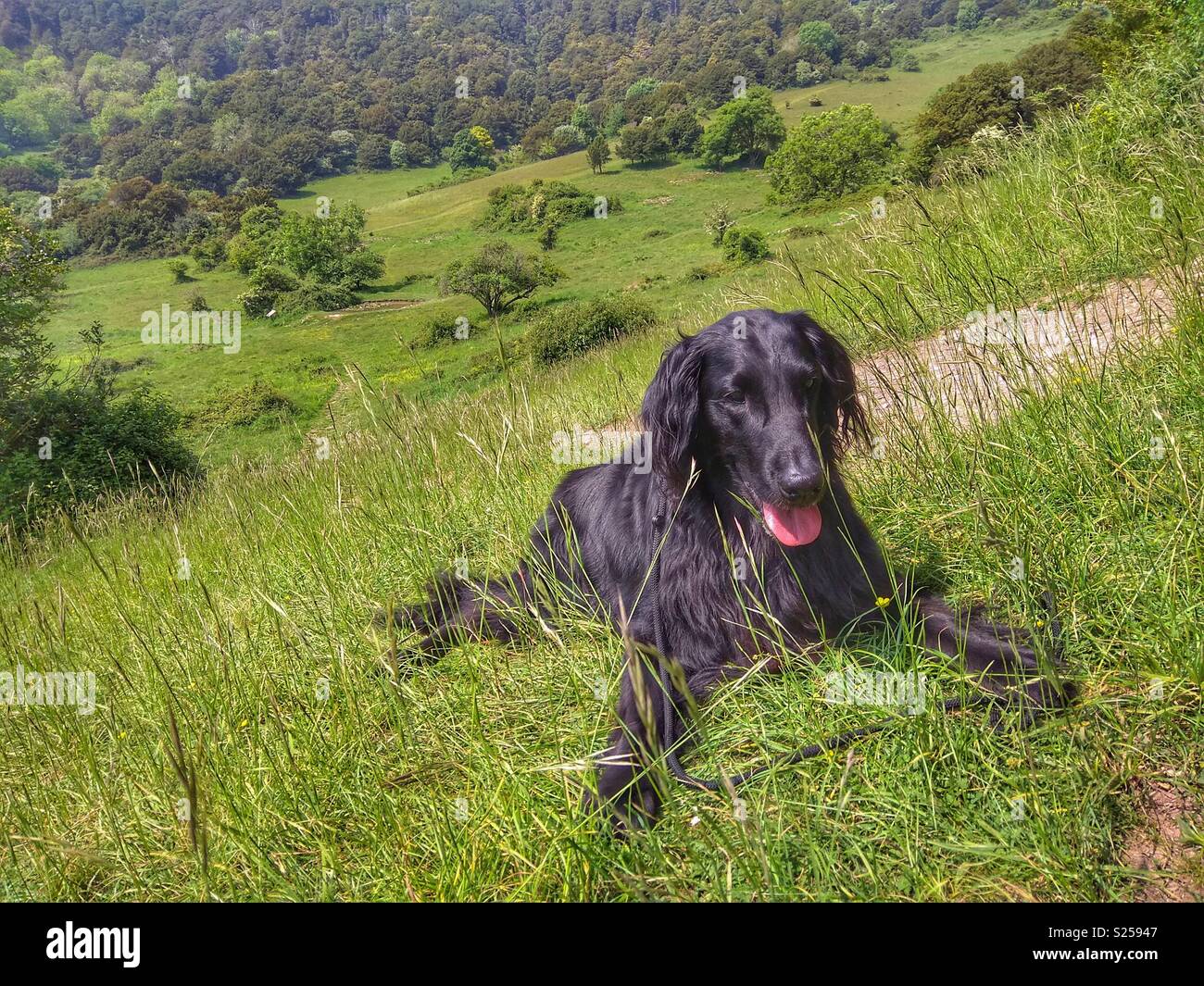 Rio, Flatcoated retriever in Kingley Vale National Nature Reserve