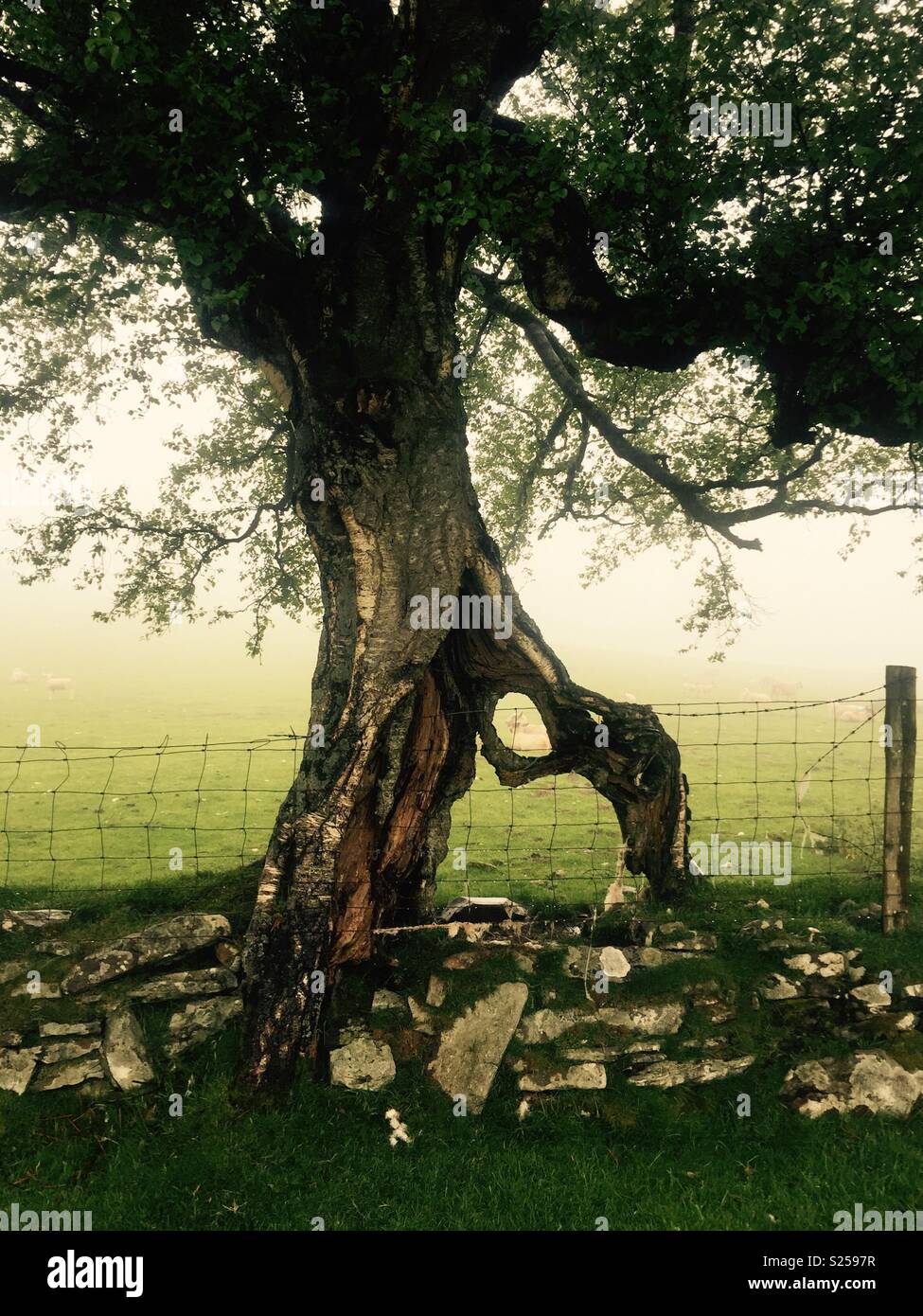 Gnarled old tree - Smartphone Captured Stock Image