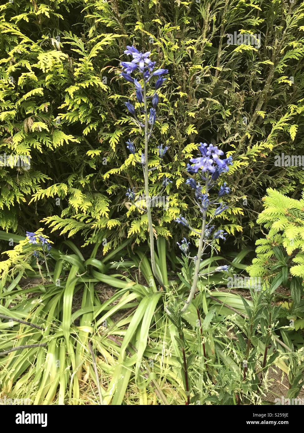 Bluebells growing against a leylandii Stock Photo