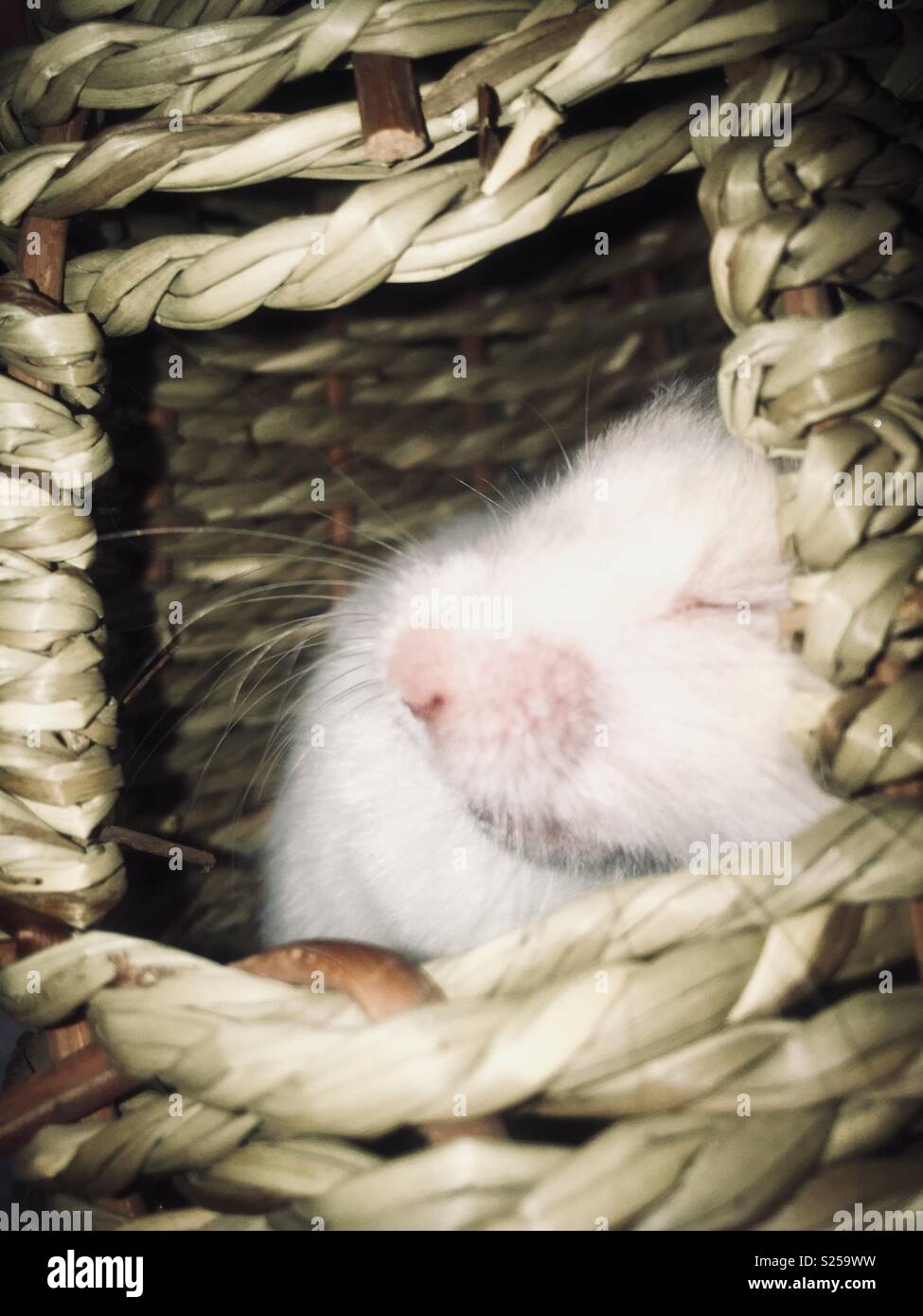 Hamster sleeping hires stock photography and images Alamy