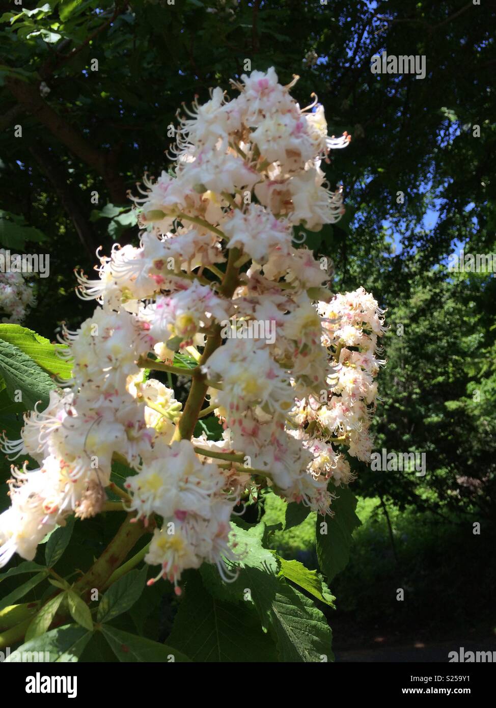 Summer flowering Stock Photo
