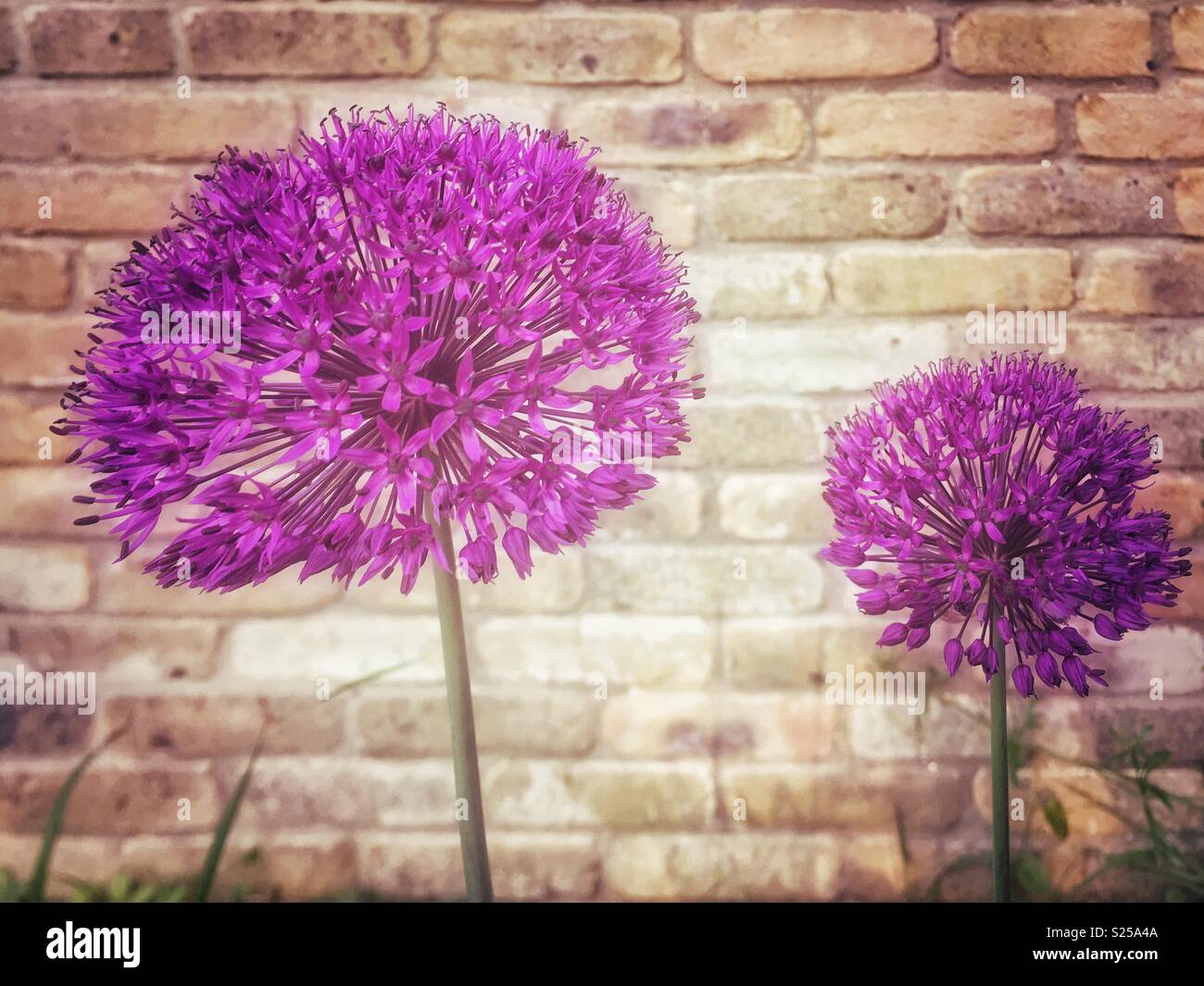 Alliums against a brick wall. Stock Photo