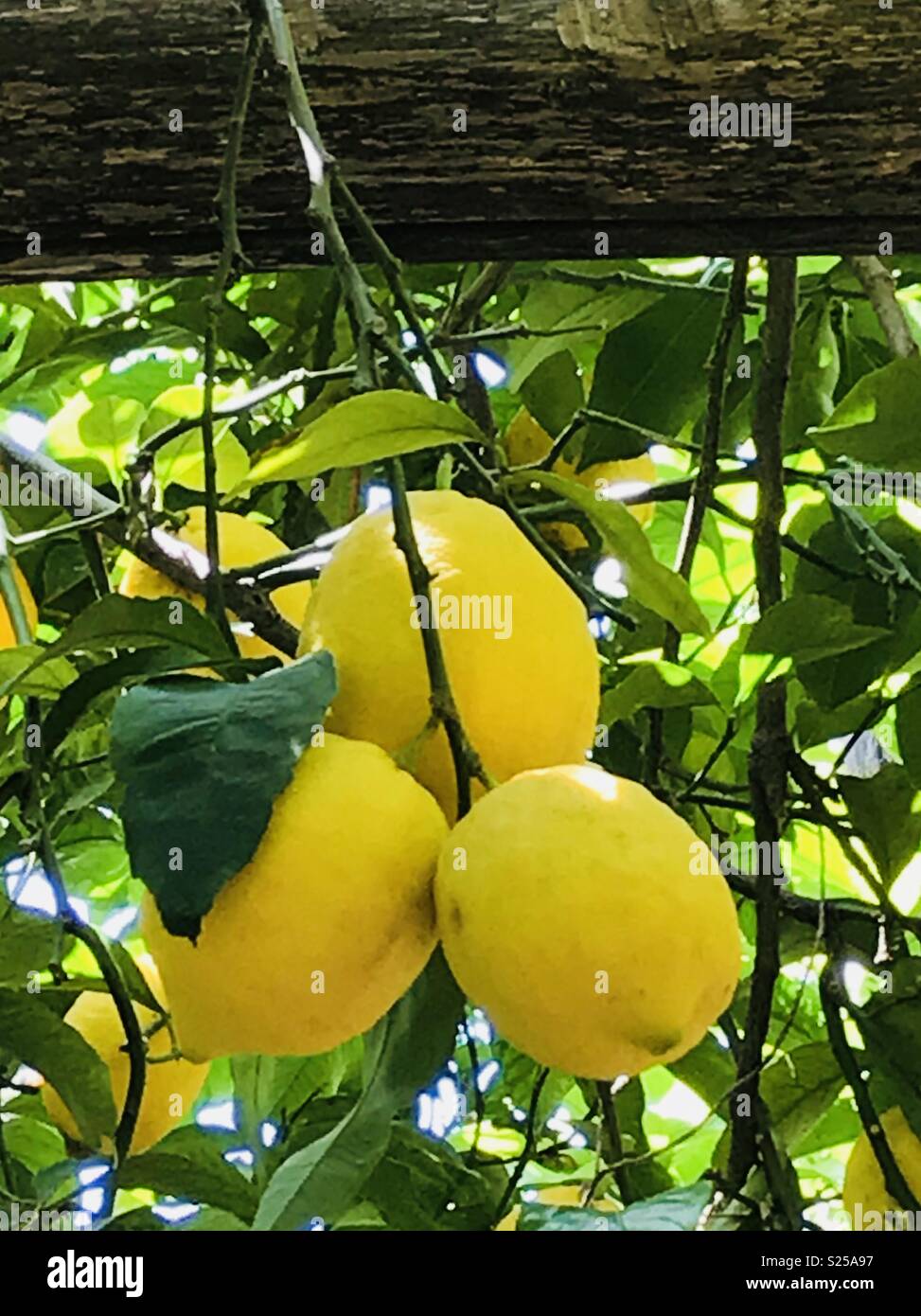 Sorrento lemon grove hi-res stock photography and images - Alamy