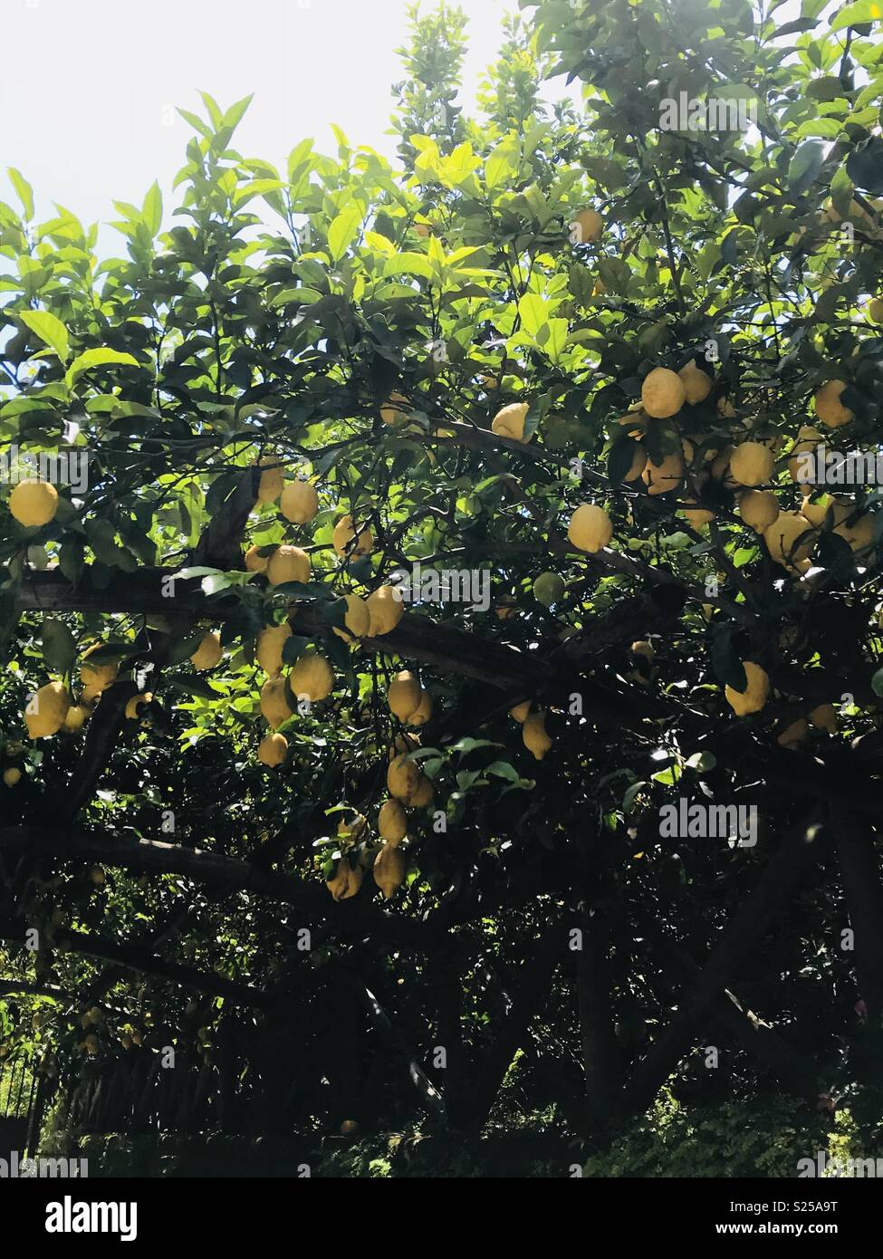 Sorrento lemon grove hi-res stock photography and images - Alamy