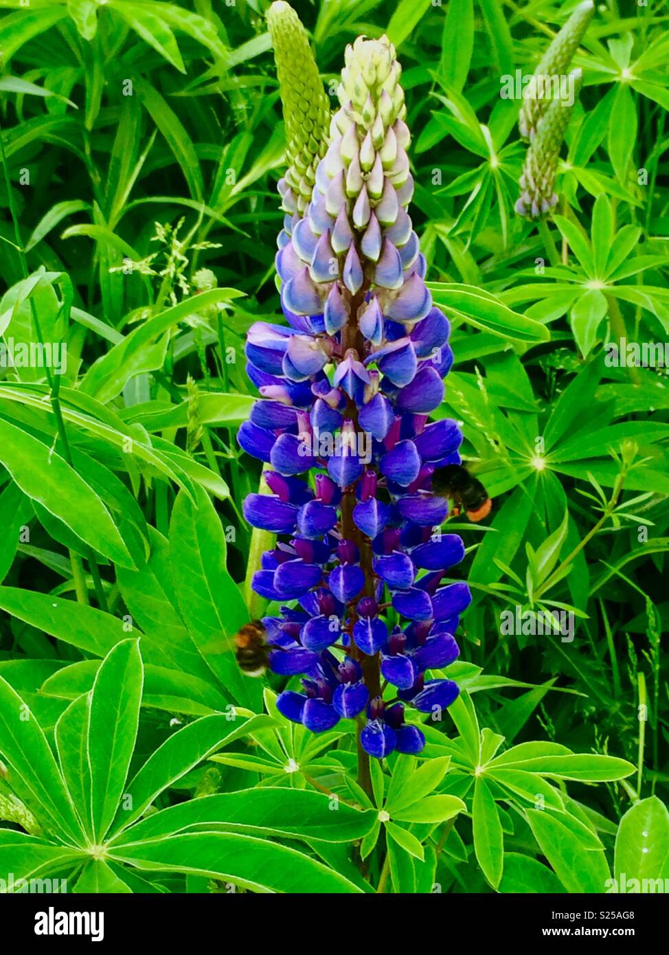 A perennial Lupin flowering with 2 bees enjoying the nectar within. Stadt Moers Park, Whiston, Knowsley, United Kingdom. - Smartphone Captured Stock Image