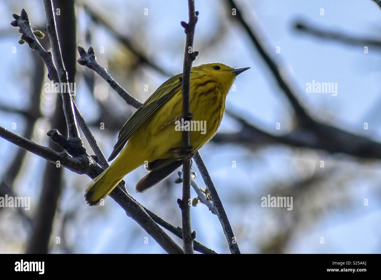 Yellow warbler seen at Bluff Point State Park. Stock Photo