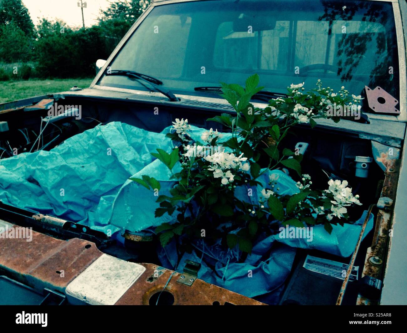 Blackberry bush and blossoms grow up through engine block of old pickup - Smartphone Captured Stock Image
