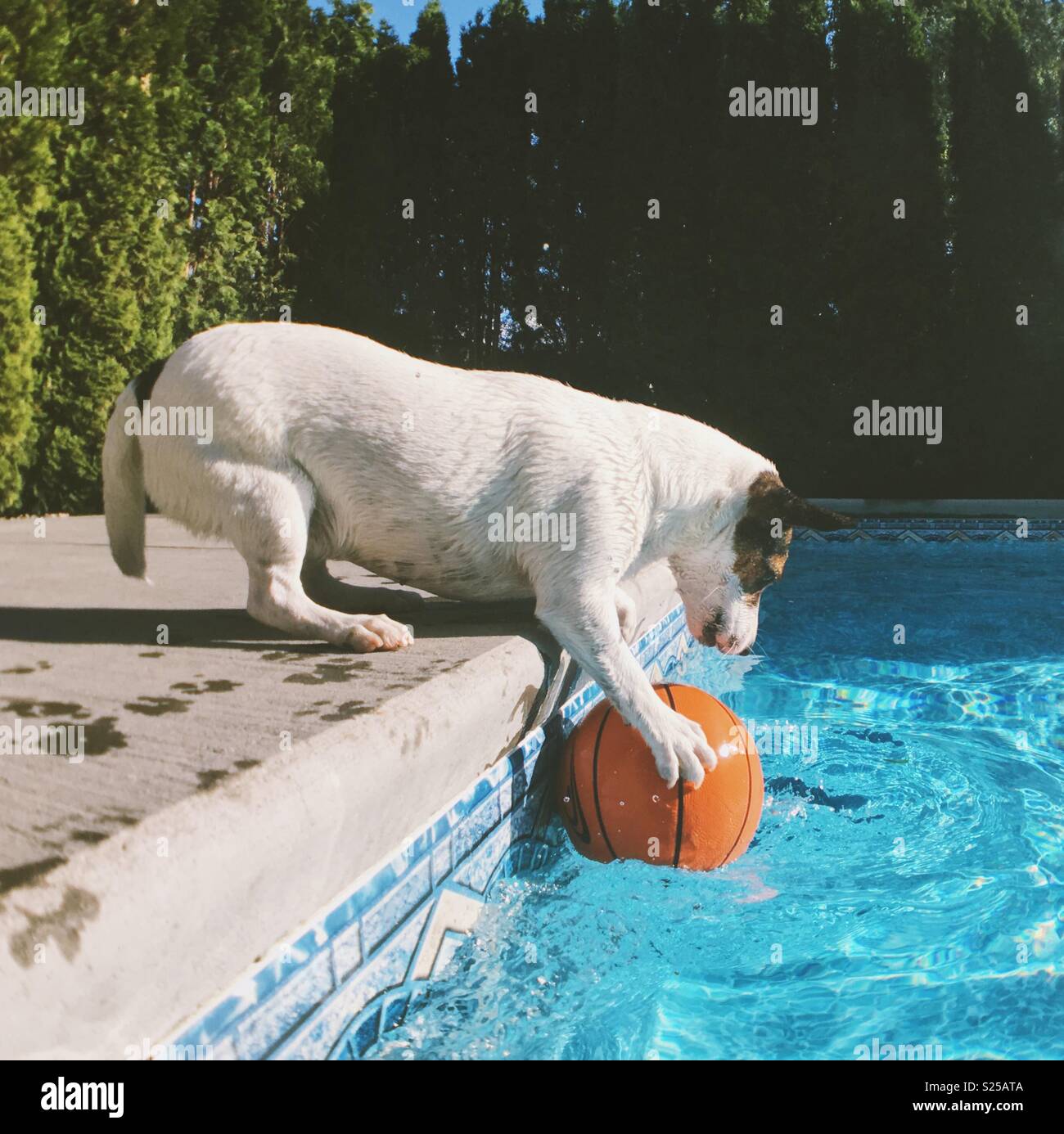 Jack Russell Terrier dog holding onto a basketball with her paws while leaning over the edge of a backyard swimming pool on a sunny day. Square crop. - Smartphone Captured Stock Image