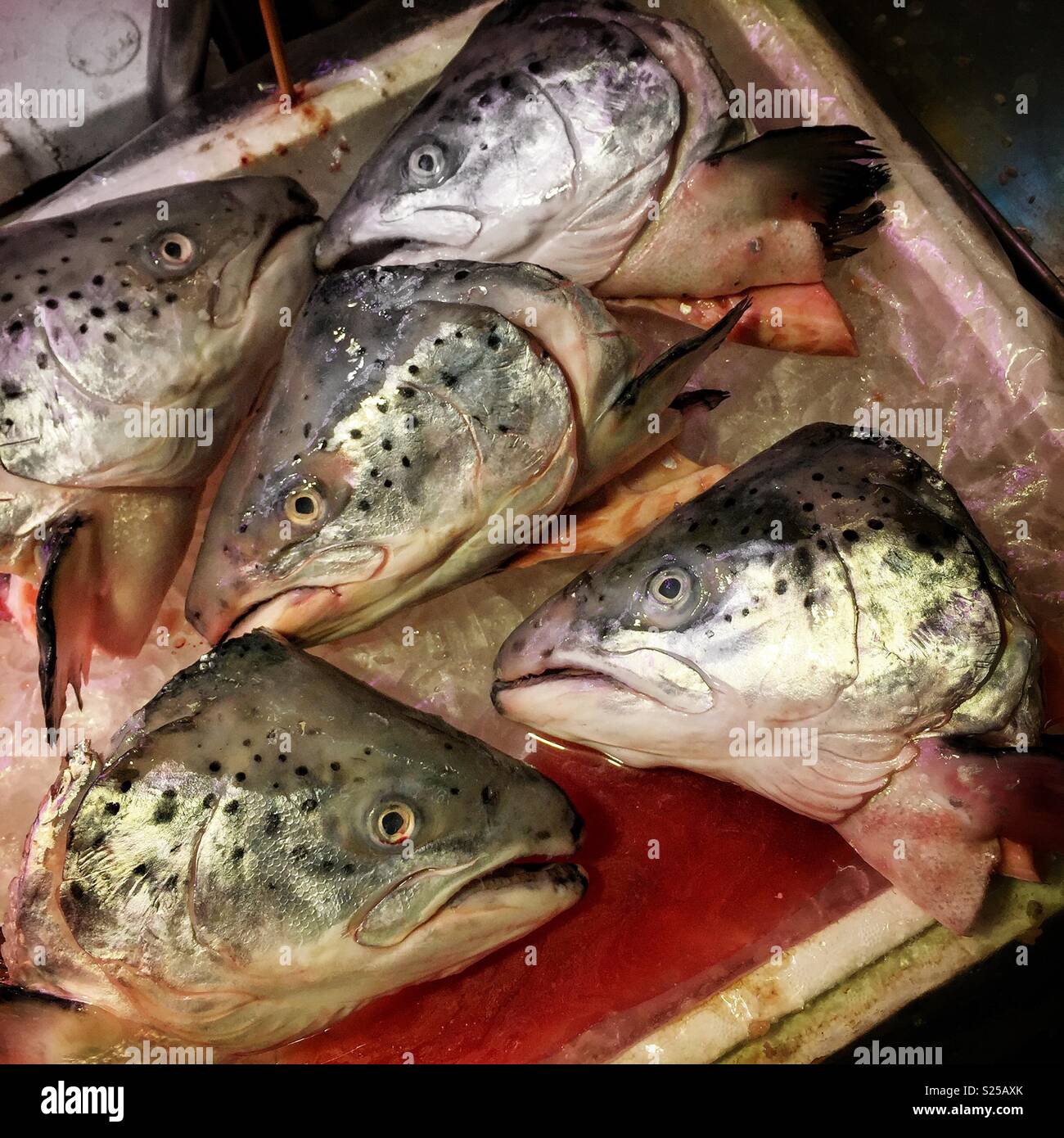 Salmon heads for sale in a 'wet market', Yuen Long, New Territories, Hong Kong - Smartphone Captured Stock Image