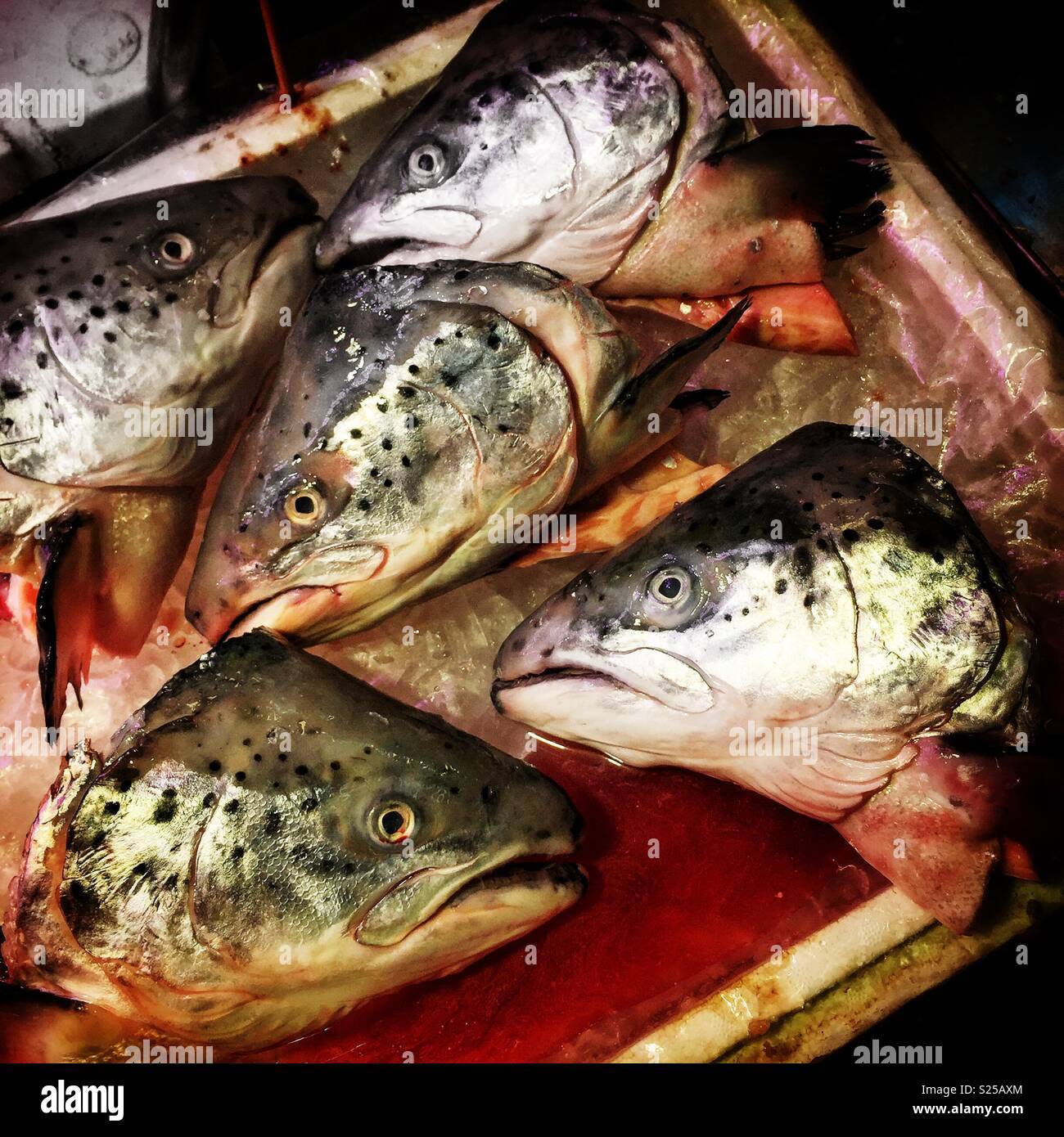 Salmon heads for sale in a 'wet market', Yuen Long, New Territories, Hong Kong - Smartphone Captured Stock Image