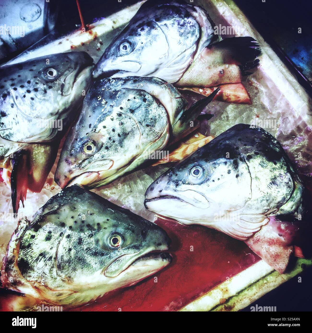 Salmon heads for sale in a 'wet market', Yuen Long, New Territories, Hong Kong - Smartphone Captured Stock Image