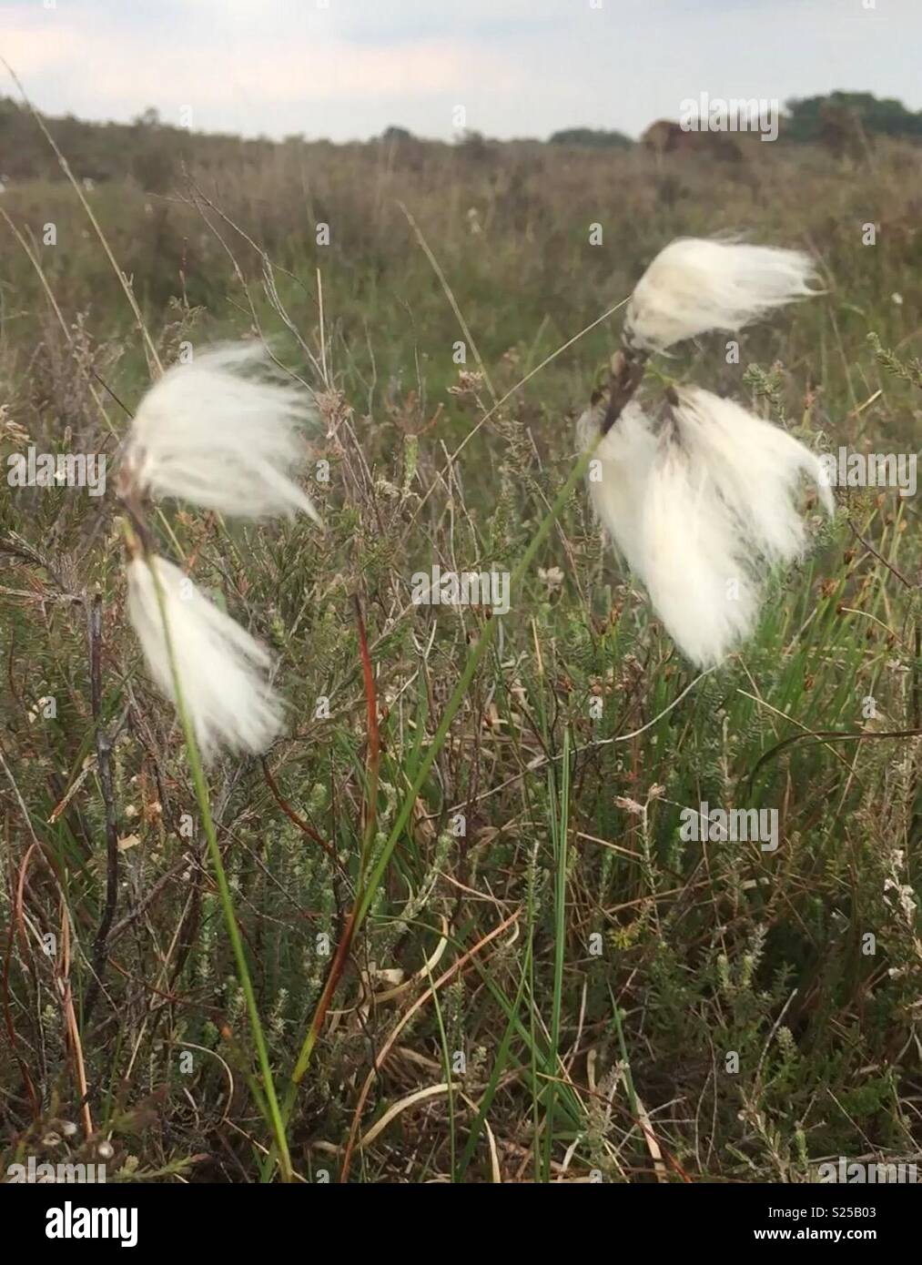 Cotton grass growing in a New Forest bog, Hampshire, England Stock Photo Alamy