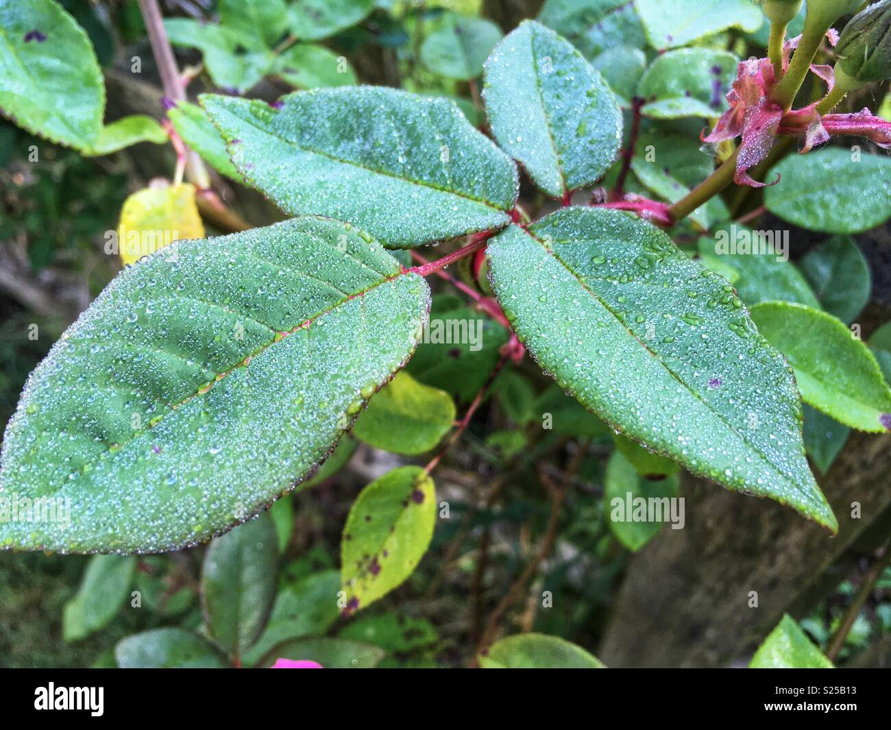 Dew on roses - Smartphone Captured Stock Image