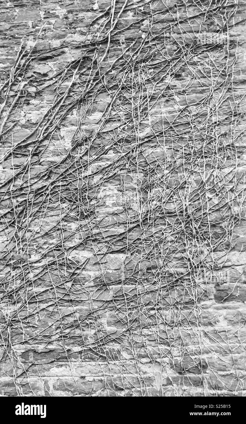 Dead ivy on stone wall - Smartphone Captured Stock Image
