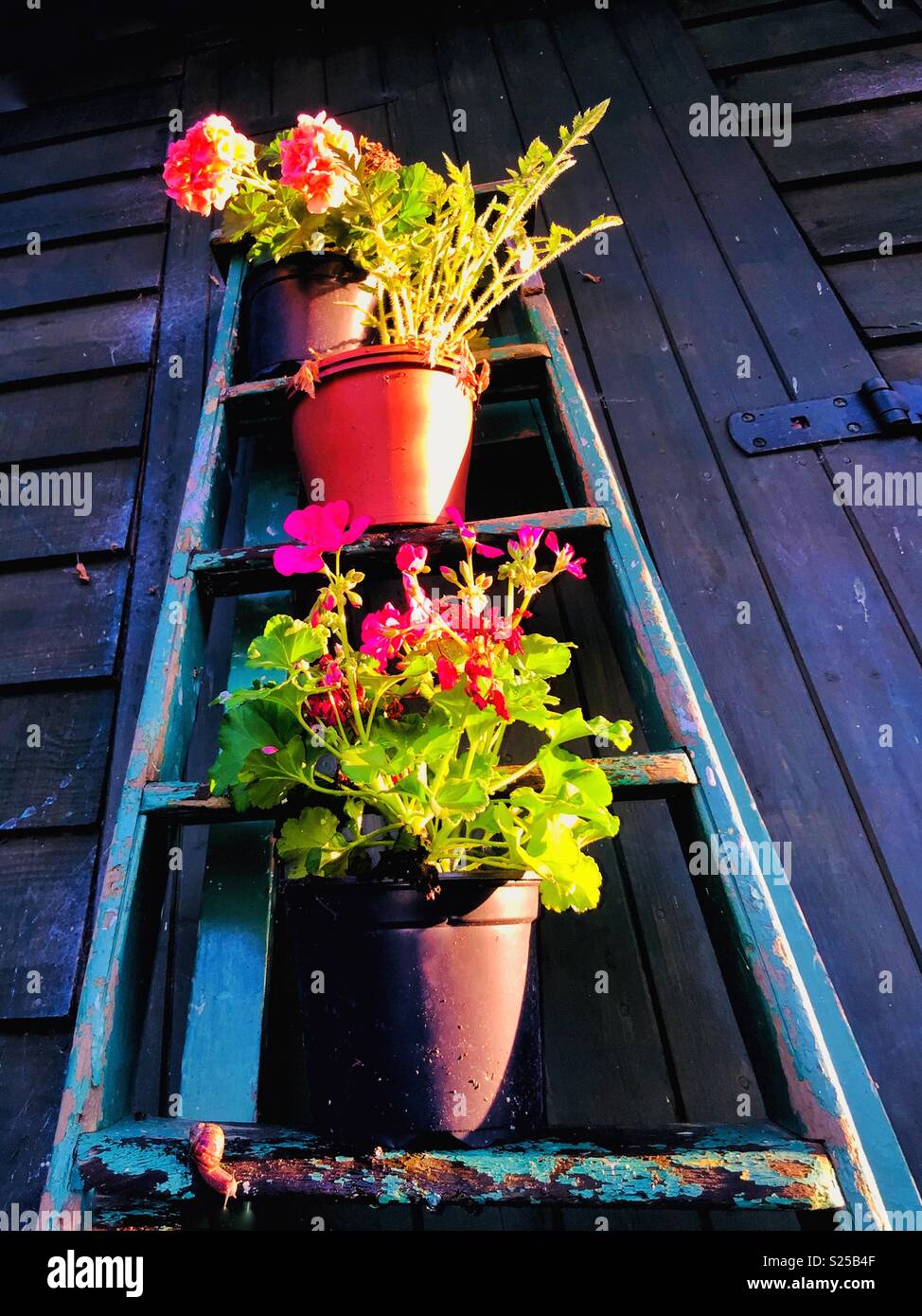 Flower pots and a snail on an old ladder. - Smartphone Captured Stock Image