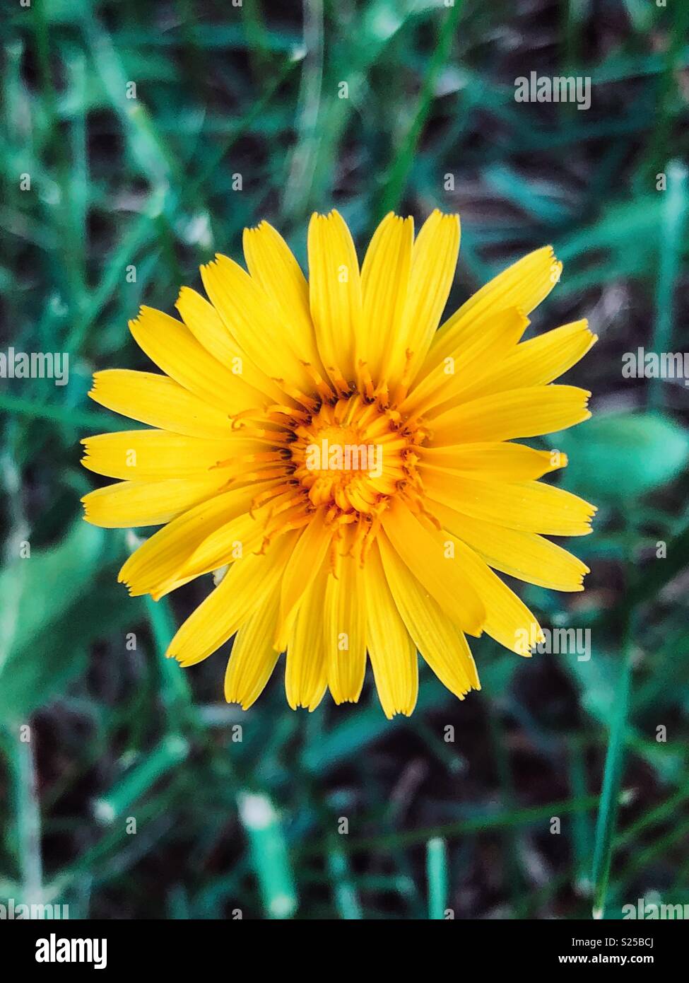 Closeup of a dandelion with dark green grass in background - Smartphone Captured Stock Image