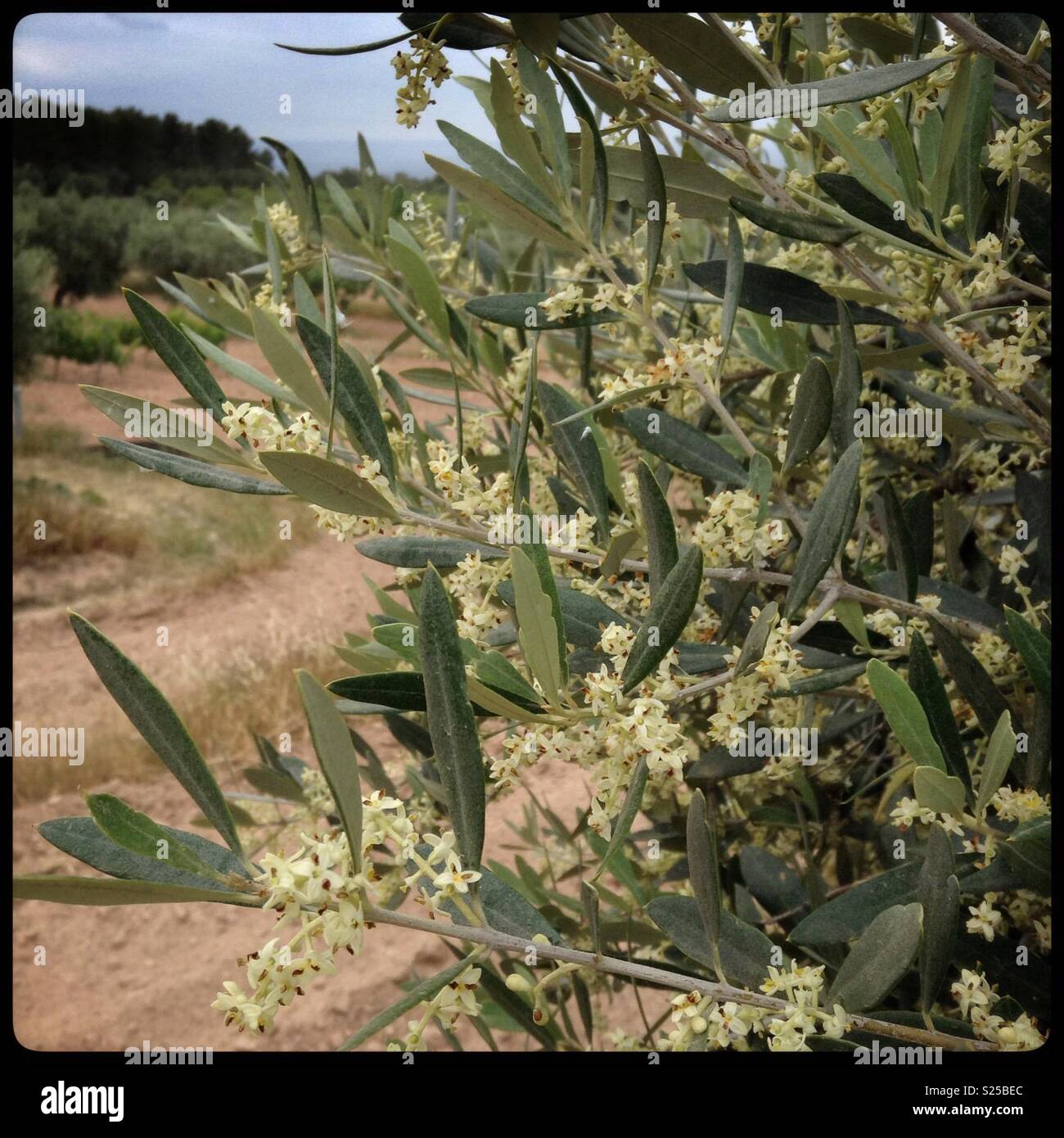 Empeltre olive trees in flower, Catalonia, Spain. - Smartphone Captured Stock Image