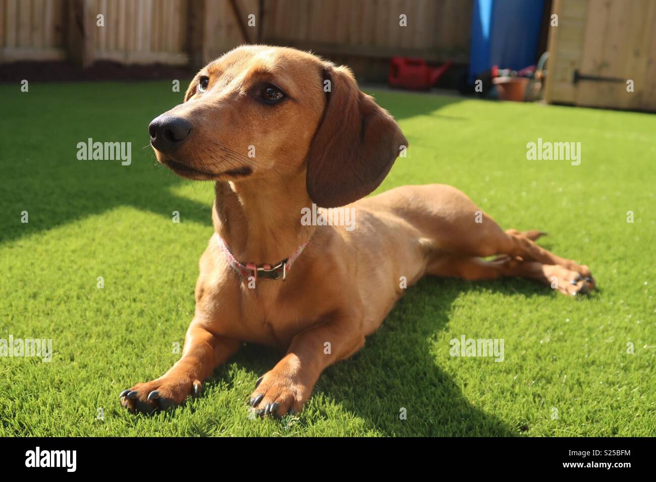 Sausage dog hires stock photography and images Alamy