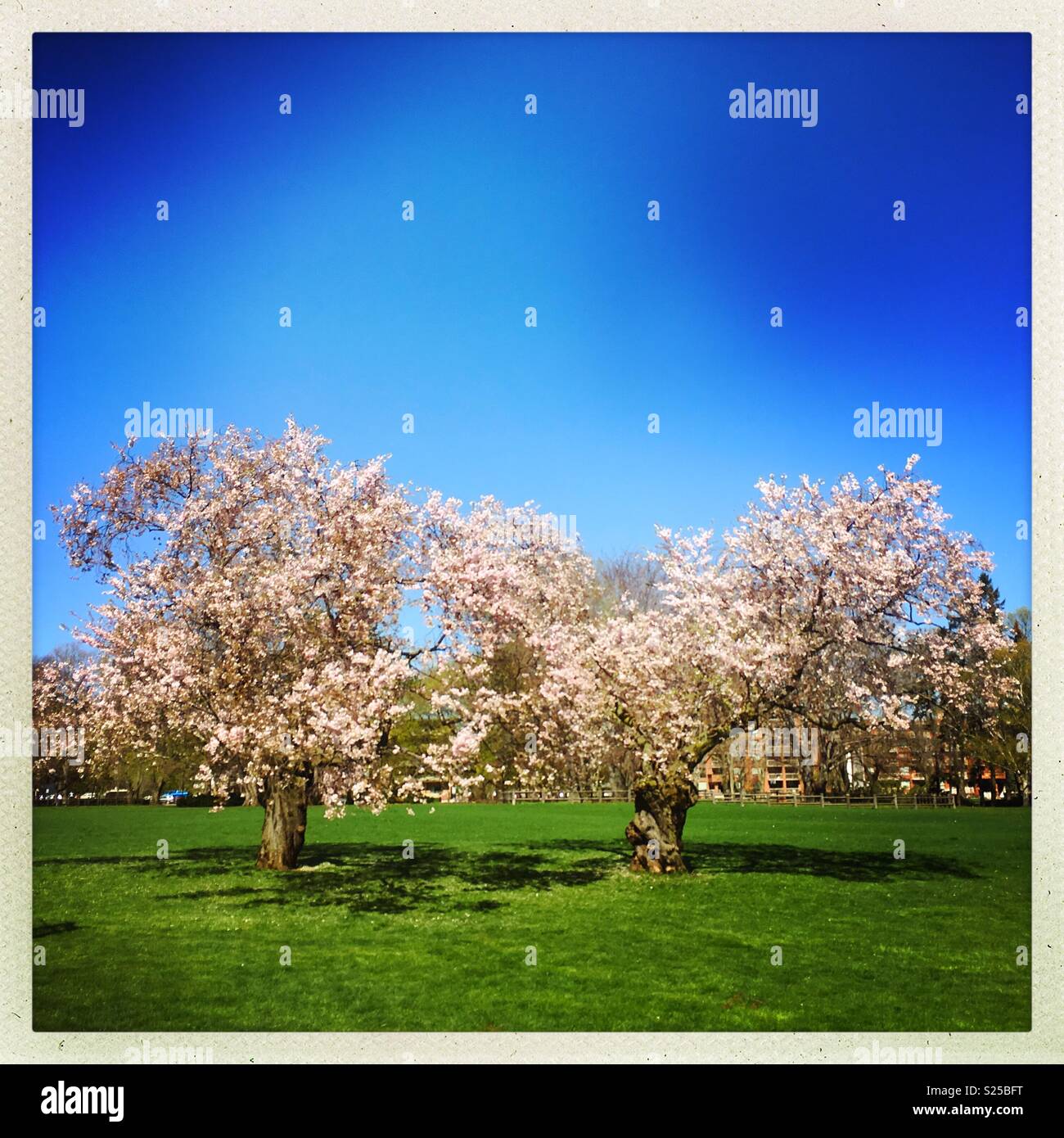 Cherry Blossoms in bloom Stock Photo Alamy