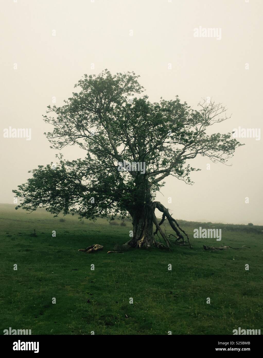 Gnarled old tree - Smartphone Captured Stock Image