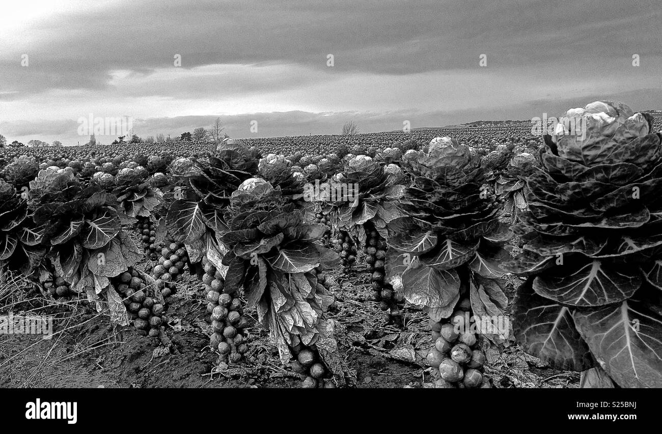 Sprouts field Black and White Stock Photos & Images Alamy