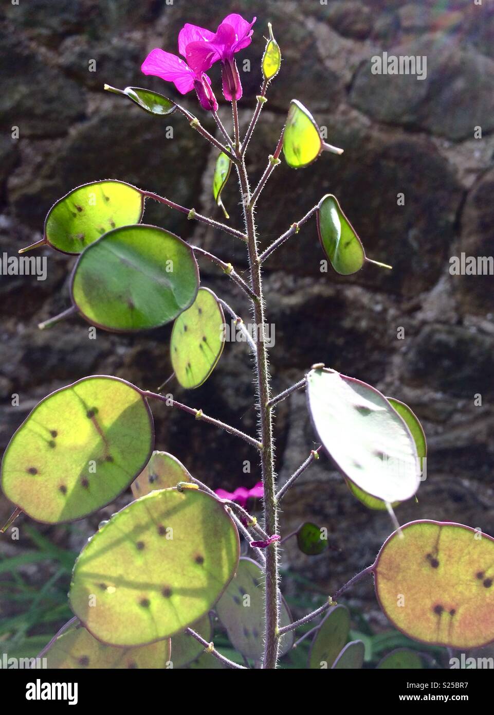 Honesty plant hires stock photography and images Alamy