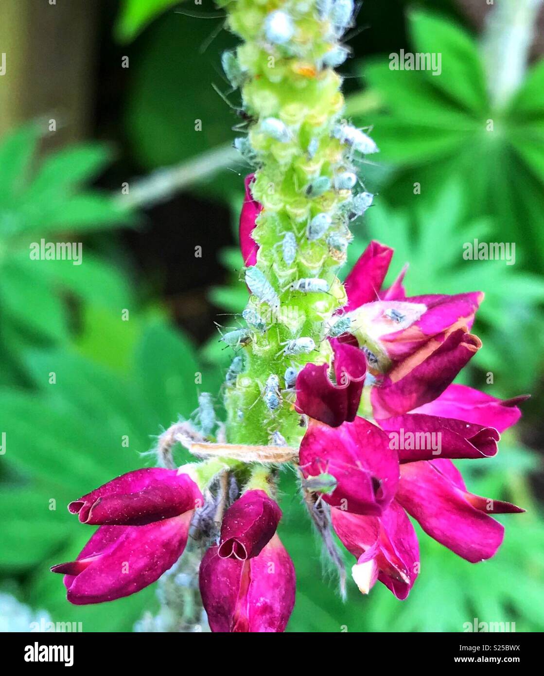 Aphids on lupin plant Stock Photo