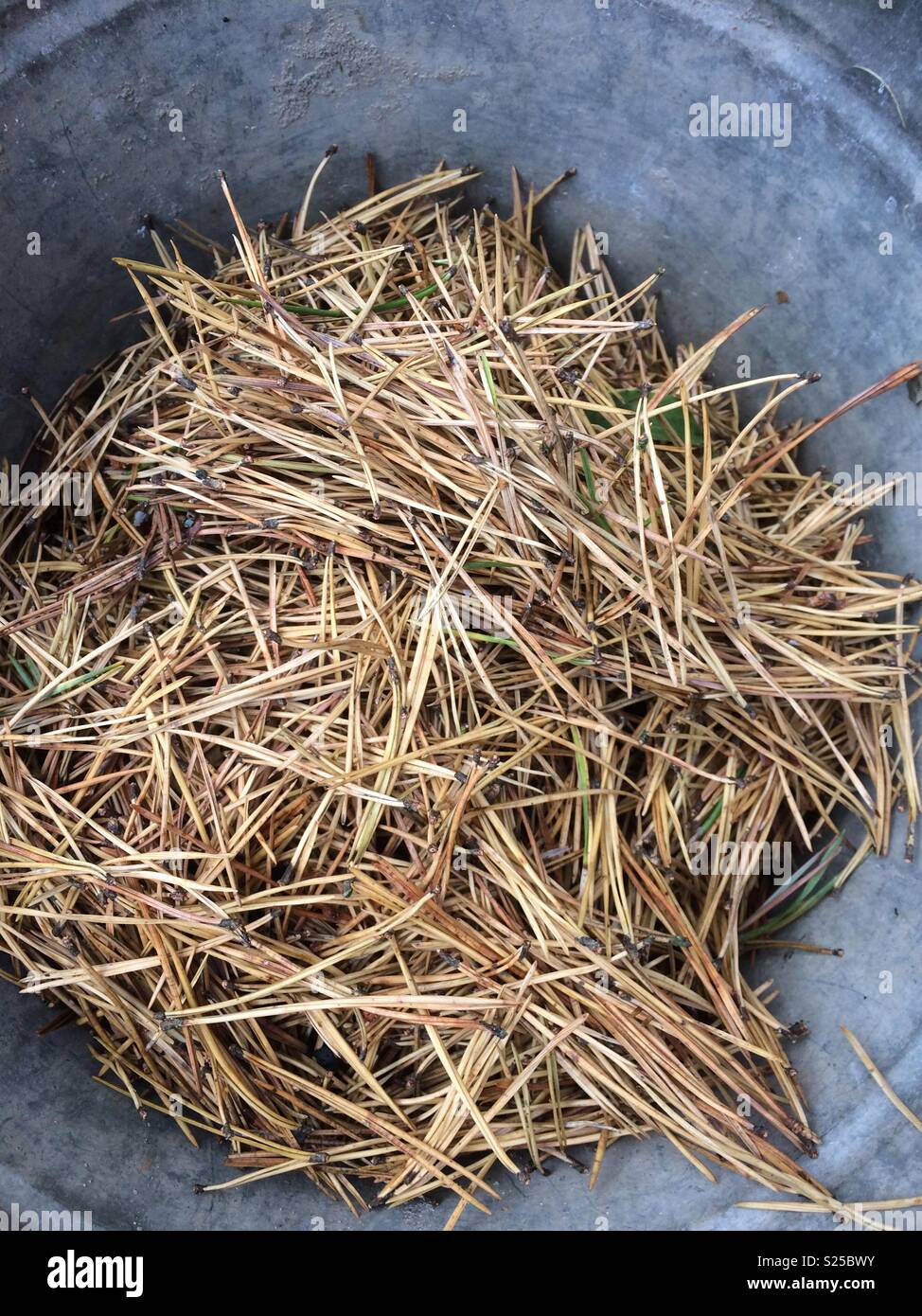 Pine needles fallen from pine tree England Uk - Smartphone Captured Stock Image