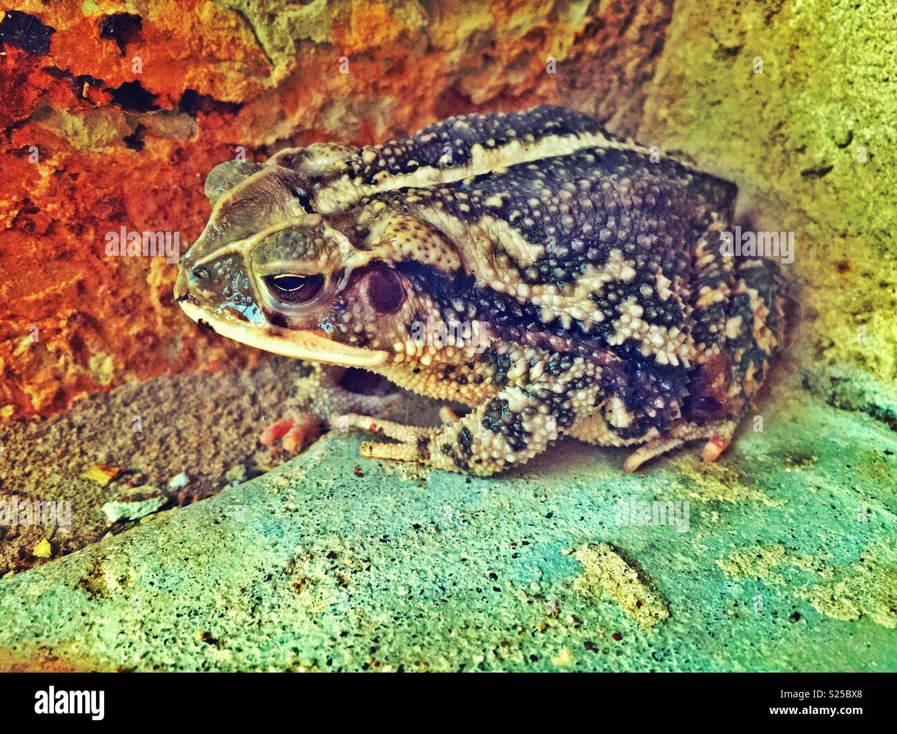 Large Toad hiding behind rocks Stock Photo - Alamy