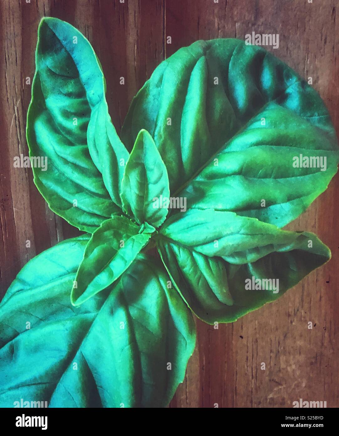 Closeup view of fresh picked basil leaves on a wooden surface - Smartphone Captured Stock Image