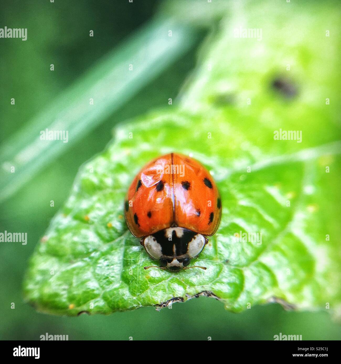 Macro shot of a cute ladybird on a leaf - Smartphone Captured Stock Image