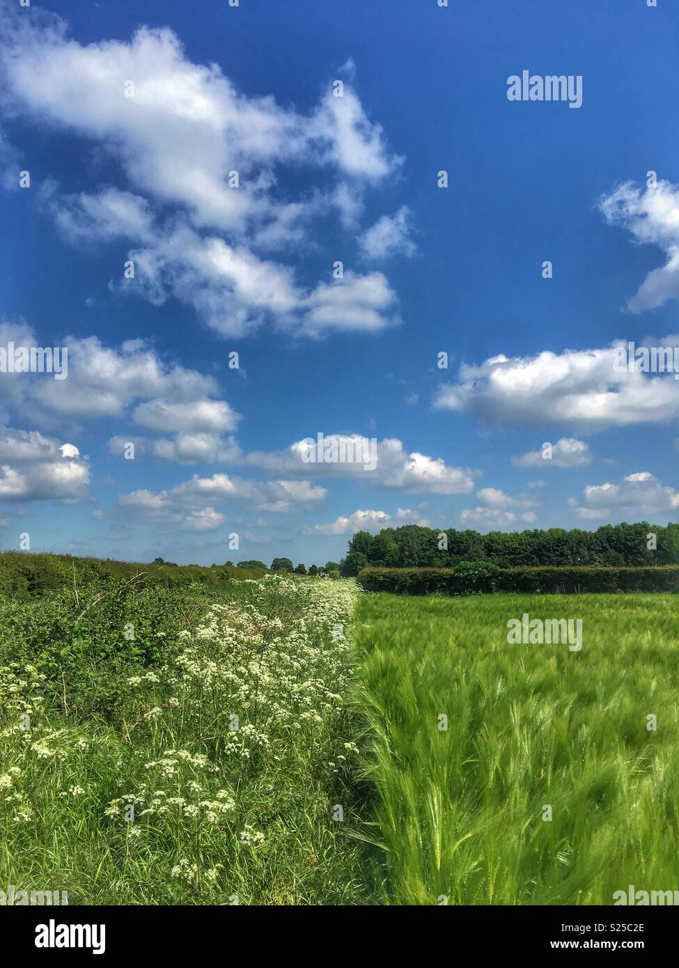 Green wheat field on a sunny day in North Yorkshire - Smartphone Captured Stock Image