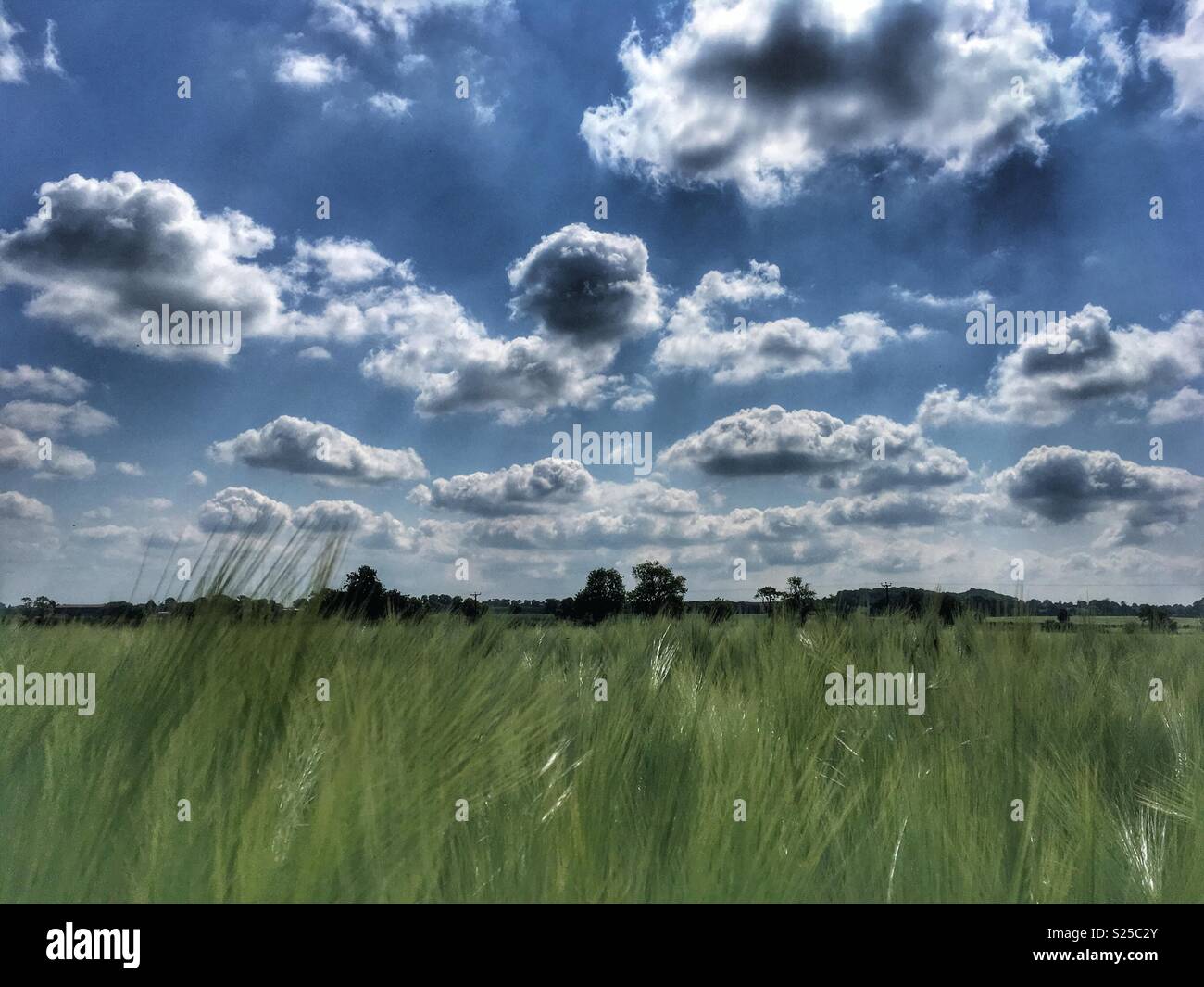 Green wheat field on a sunny day in North Yorkshire - Smartphone Captured Stock Image